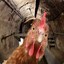 Sewer Chickens