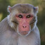 macaque777