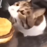 小猫你可以吃芝士汉堡