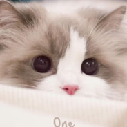 十八岁的B不好进