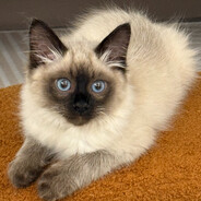 AAA雄鹰专线物流 王哥