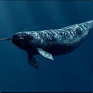 Mr_Narwhal