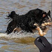 litle dogwater