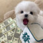 一捆花生