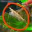 ShrimpHeaven67