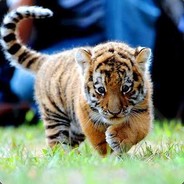 Little Tyger