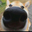 木天蓼
