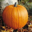 The Jolly Gourd