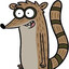 Raccoon