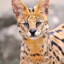 Serval_35
