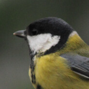 Parus Paridae