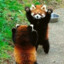 RedPanda ʕ•ᴥ•ʔ