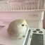 CAT SUCKER