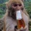 drunken_monkey420