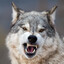 CryWolf