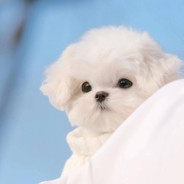 胖总天下第一胖