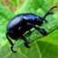 evil_beetle4008