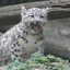 Snow Leopard