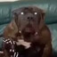 Big dog