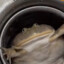 frog fiction
