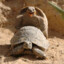 Erregte Schildkröte