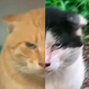 龘某（StatTrak™）