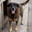 Cachorro Orelha