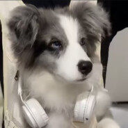 狗狗爱我,我爱猫猫,就很丰富啦~