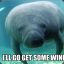 jewish manatee