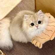 打我隊友別打我