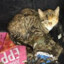 Trash cat