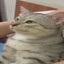 makishima energy