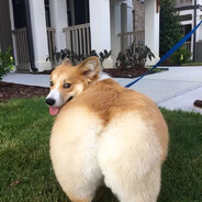 ︾ Big Booty Doggy ︾ Steam avatar