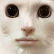 LagGato