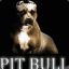 PIT BULL.