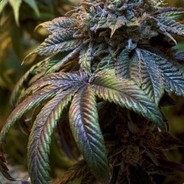 HAPPY SMOKING EVERYDAY