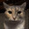 sneaky otomko-