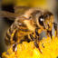 Сосочек пчелы