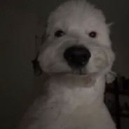 DogGoblin637
