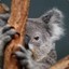 Walter el koala