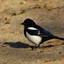 magpie