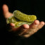 African_Dill_Pickle