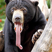 el oso