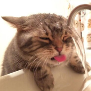 小猫不能进被窝