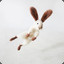 fluffy bunny