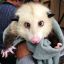 The Opossum