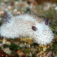 SeaBunny