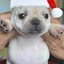 santa pibble