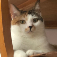 长颈鹿没有颈椎病