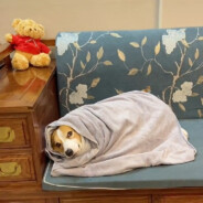 风过林梢，彼时他们正当年少